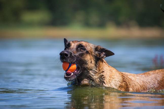 A key warning sign that pet owners need to look out for is when dogs 'start coughing'. Credit: Yurii Zorkin / Alamy Stock Photo