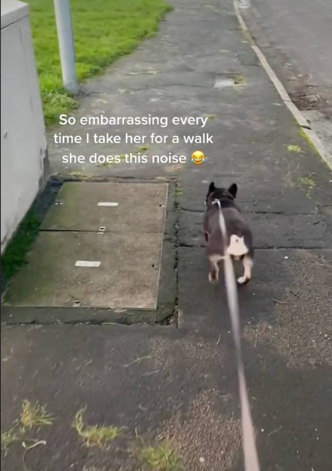 This dog makes the funniest noises. (Credit: TikTok/@maceyyprice)