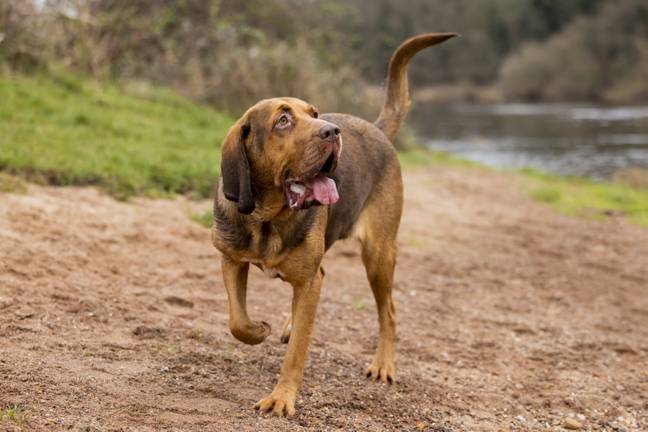 Dog thefts have been on the rise in the UK (Credit: SWNS)
