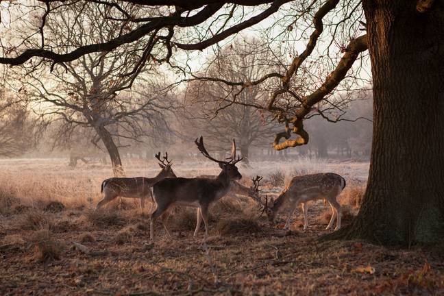 Deers are common at the plush Richmond Park (Credit: Alamy)