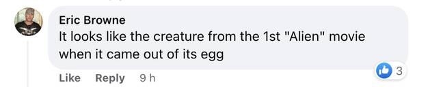 People likened the sea creature to the facehugger in Alien. Credit: Facebook/Eric Browne