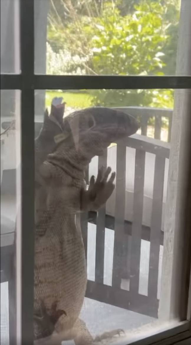 US news: Mum terrified after massive lizard tries to break into son’s home