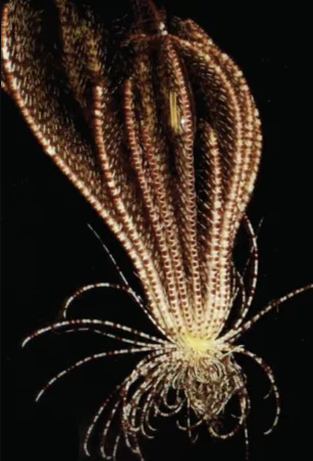 The 'otherworldly creature' lives up to 6,500 feet below the water's surface. Credit: McLaughlin, Wilson and Rouse
