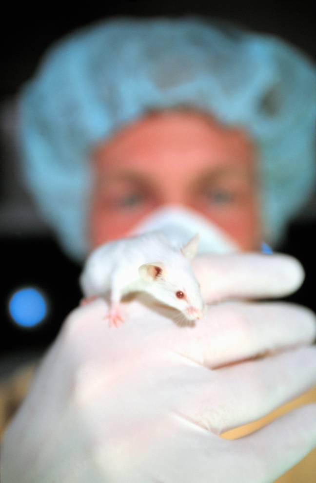 Mice were tested as part of the study, Credit: Deco Images II/Alamy