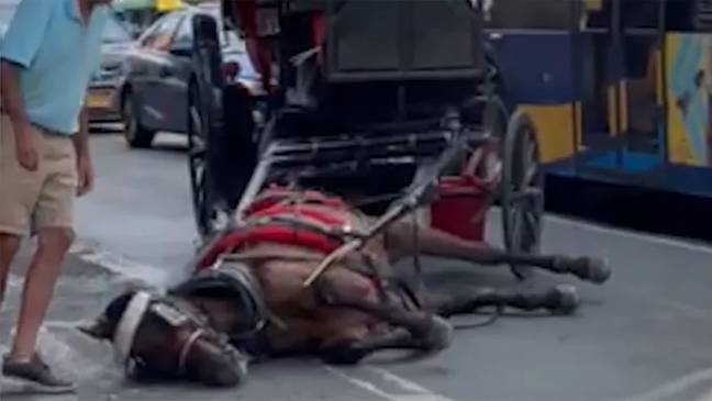 Ryder the horse collapsed in the street. Credit: NBC News/YouTube