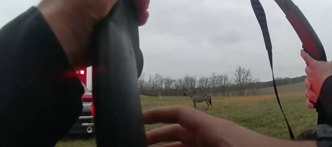 The officer who shot the zebra claimed that it 'didn’t slow down and kept coming' at him. Credit: Pickaway County Sheriff's Office