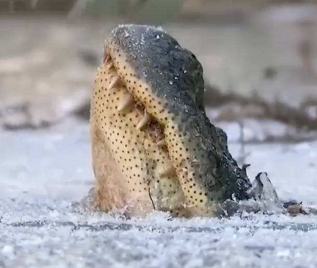 This is how alligators survive the freezing temperatures. Credit: Twitter/@TansuYegen