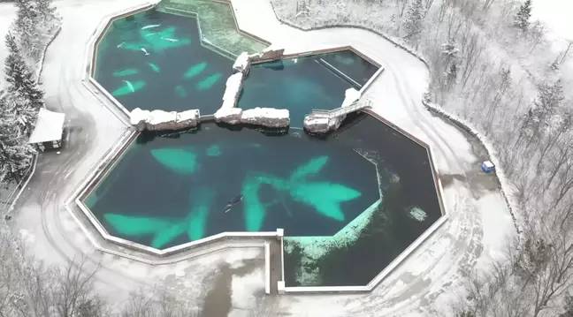 Kiska was the last remaining orca in captivity. Credit: YouTube/Phil Demers