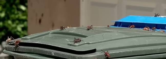 The Mormon crickets have taken over the town of Elko, Nevada. Credit: KUTV