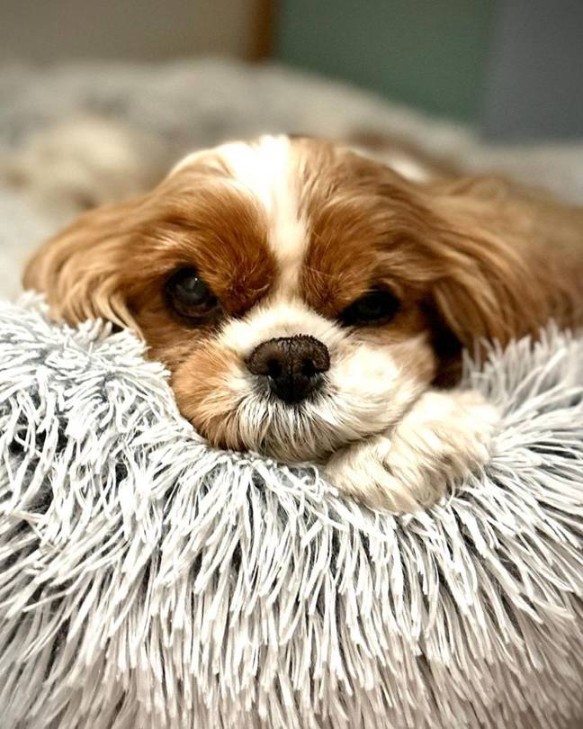 Seth Rogen Honors Beloved Late Dog Zelda with Heartfelt Tattoo Tribute 8 Zelda passed away at 13 years old back in May. Credit: Instagram/@sethrogen