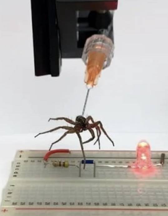 Scientists Create Necrobotics Using Dead Wolf Spiders