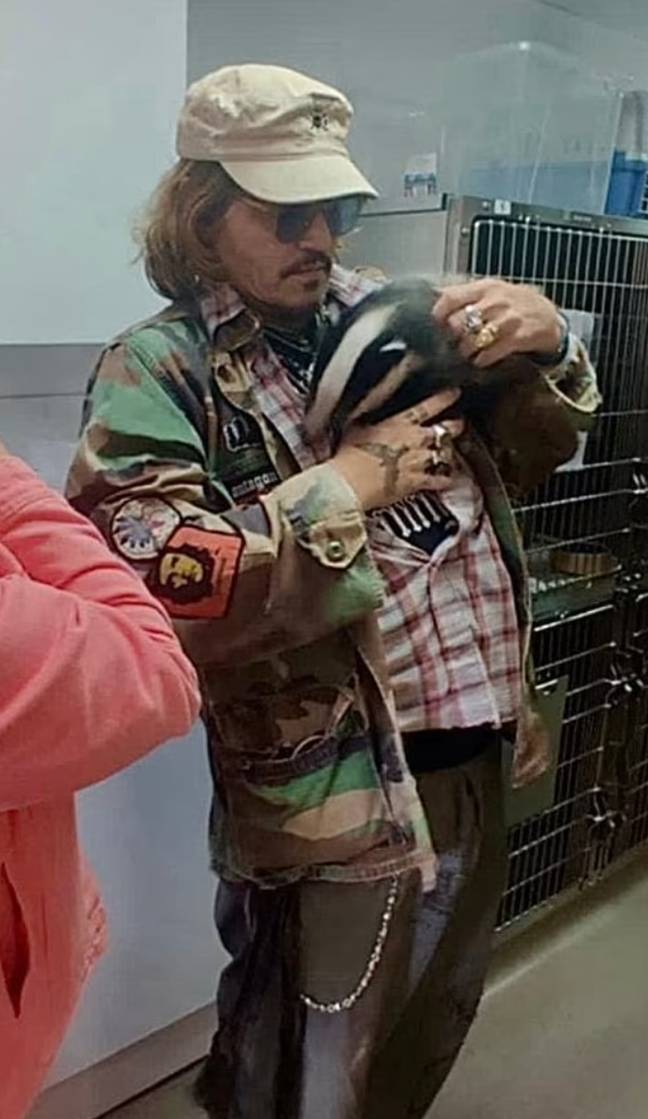 Johnny Depp has been pictured cuddling an orphaned badger at an animal rescue centre in Kent. Credit: Folly Wildlife Rescue/Facebook