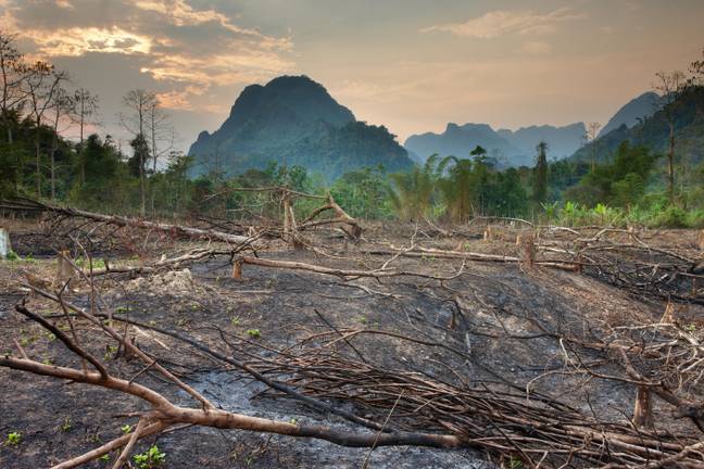 Deforestation is driving the current extinction event. Credit: Alamy / Nature Picture Library 