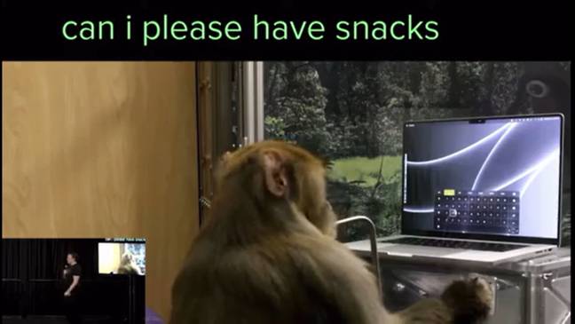Sake the monkey was able to type on a computer with his mind. Credit: Neuralink