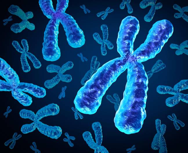 The Y chromosome is slowly disappearing. Credit: Brain light / Alamy Stock Photo