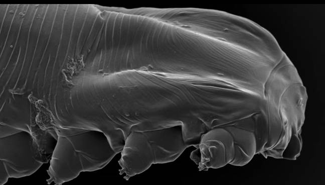 Demodex, aka eyelash mites, are found on nearly every adult. Credit: Deep Look/YouTube/KQED