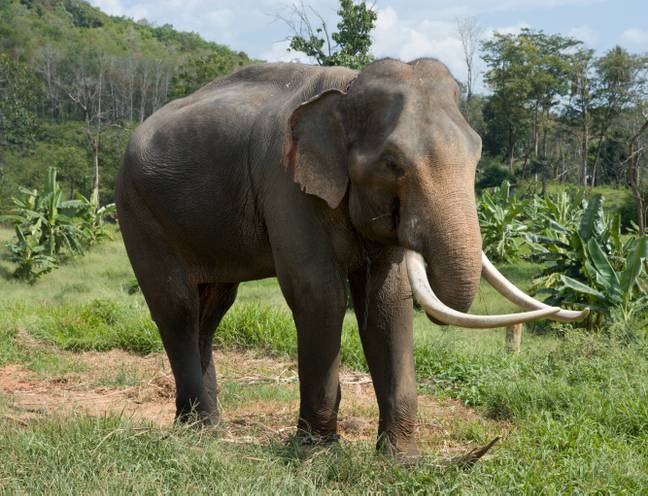 The animal is a 99.6 percent match with the Asian elephant. Credit: Alamy / Ian G Dagnall