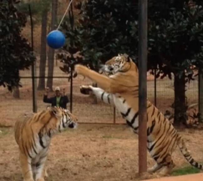 At least one tiger is on the loose in Georgia after a tornado tore through the state. Credit: Pine Mountain Animal Safari park/Facebook