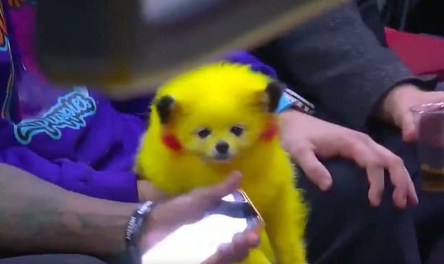 The dog had bright yellow fur. Credit: Twitter/@cjzero 