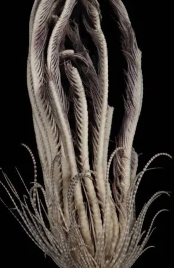 The 'strawberry-like' body branches off to 20 separate arms. Credit: McLaughlin, Wilson and Rouse