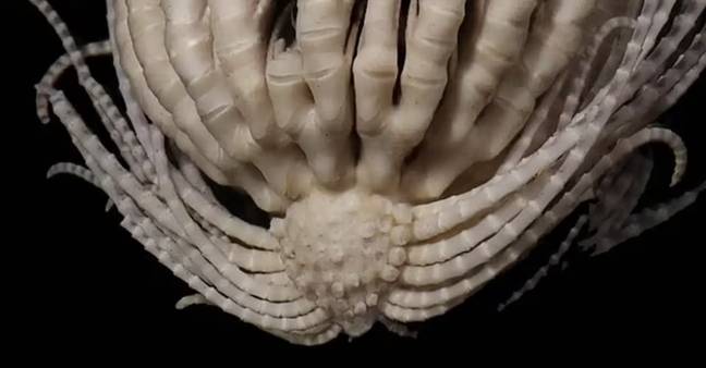 Marine biologists have discovered a brand-new sea creature species. Credit: McLaughlin, Wilson and Rouse