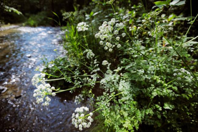Hemlock Water Dropwort is highly toxic. Credit: Keith Burdett/Alamy