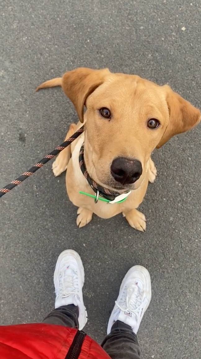 A puppy has managed to save his owner’s life after she stopped breathing from a seizure. Credit: TikTok/@moosethefoxred