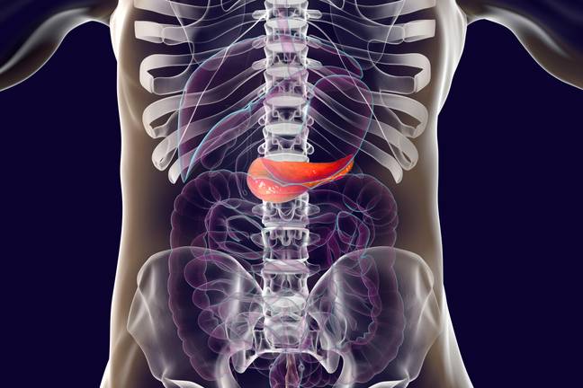 The gamer's pancreas started to digest itself. Credit: Alamy / Science Photo Library