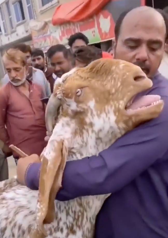 The goat seemed sad to say the least. Credit: @ram_vegan/Twitter