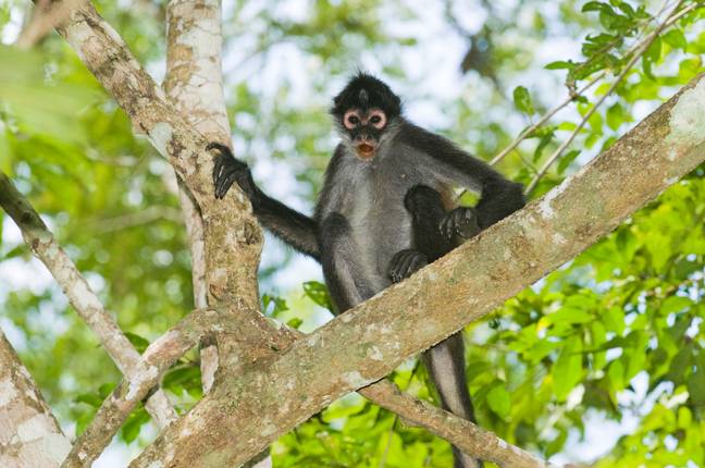 Spider monkeys are an endangered species. Credit: David Tipling Photo Library / Alamy Stock Photo