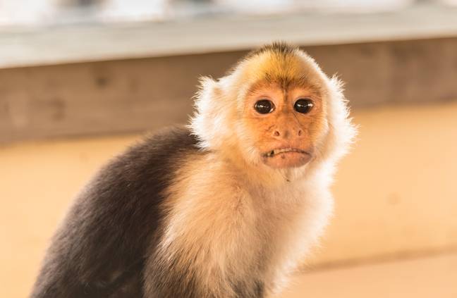 Monkey calls 911 and gets police to come to the zoo to investigate