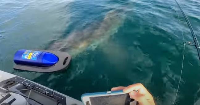 The unnerving shark encounter took place for 'a couple of minutes'. Credit: Fisherman's Chronicles/ YouTube
