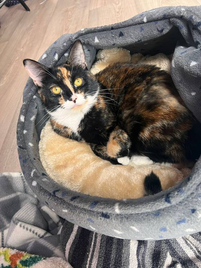 Lilo has since found a new home. Credit: RSPCA Manchester and Salford