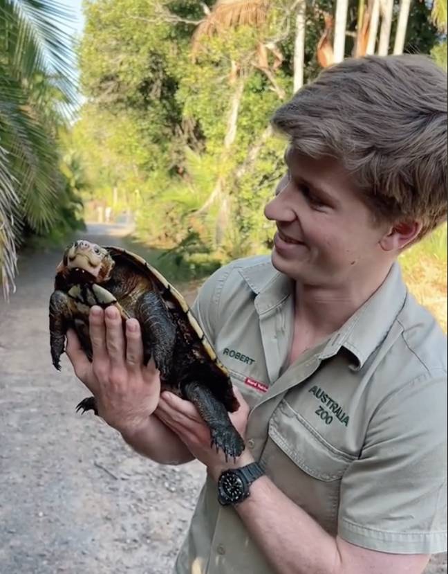 Robert Irwin welcomes extremely rare turtle discovered by his dad into ...