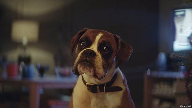 Biff appeared in the 2016 John Lewis Christmas ad. Credit: John Lewis