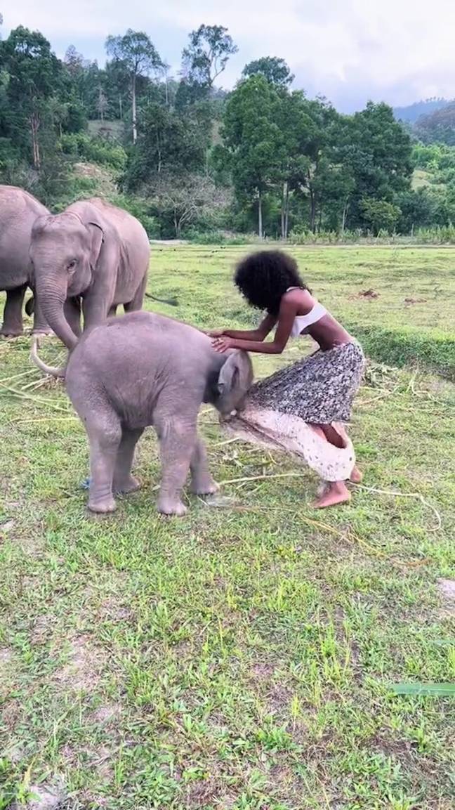 The baby elephant got a little bit too friendly. Credit: Jam Press