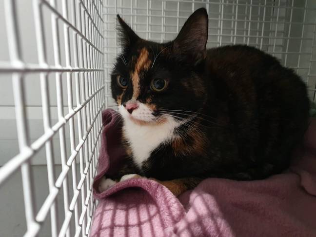 Lilo was abandoned by her 'mummy' who said she was no longer able to look after her. Credit: RSPCA Manchester and Salford