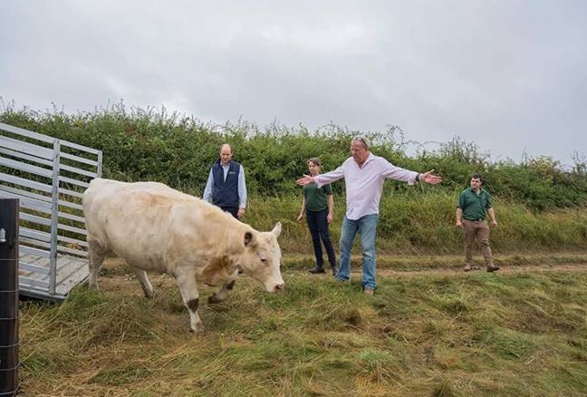 Series two of Clarkson's Farm featured Clarkson's new herd of cows. Credit: Amazon Prime