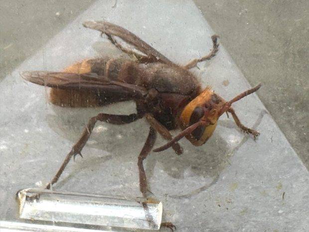 A pest expert has warned Asian hornets that 'chase for half a mile' are back in UK. Credit: Facebook/wearecossall