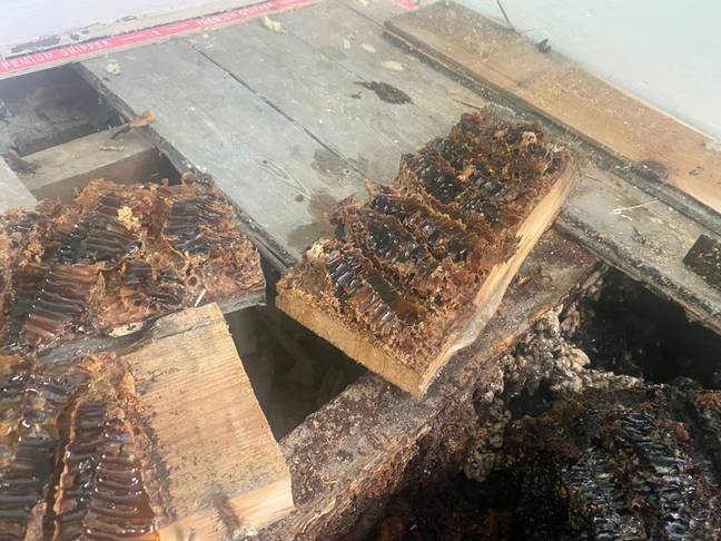 They pulled up their floorboards to reveal huge pieces of honeycomb. Credit: SWNS