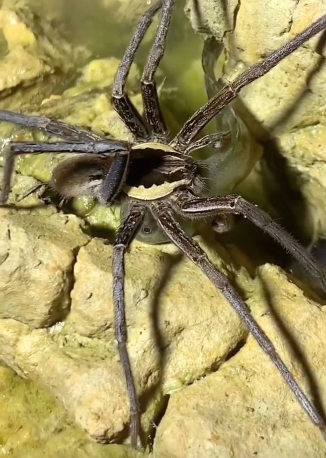 The fishing spider was caught devouring its prey. Credit: Instagram/@snagbug