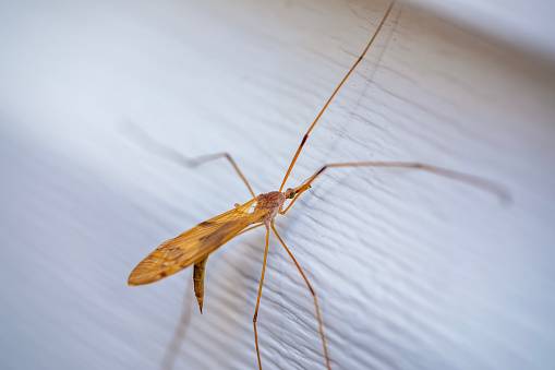 The average home has 40 spiders lurking inside. Credit: Getty Images/ Ali Majdfar