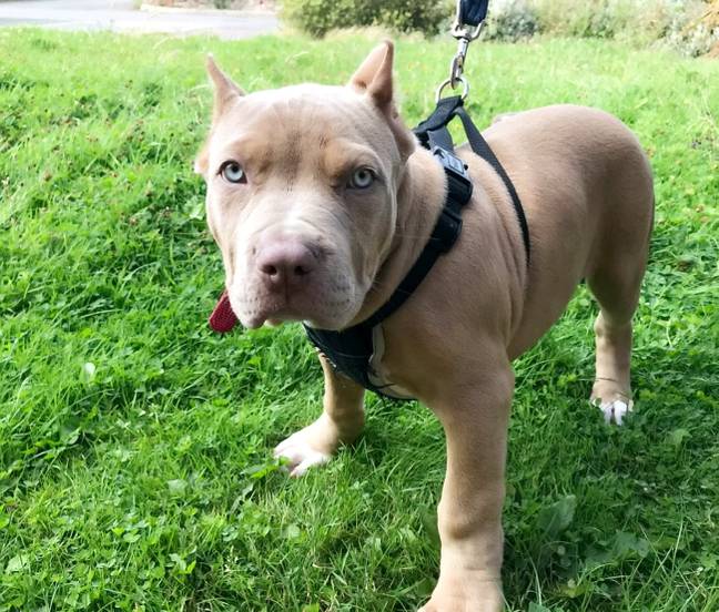Man Jailed In UK For Having His Puppies' Ears Cropped