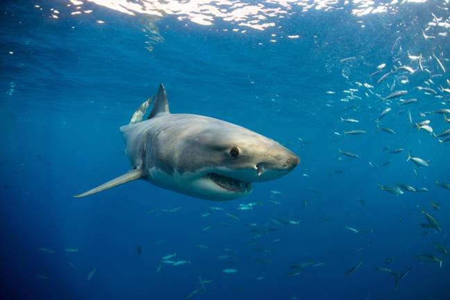 Great white sharks existed at the same time as megadolons. Credit: Alamy