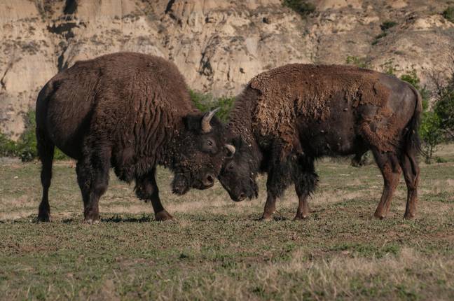 American Bison sparring Theodore Roosevelt National Park, North Dakota. Credit: NK Sanford&nbsp;/ Alamy&nbsp;Stock Photo