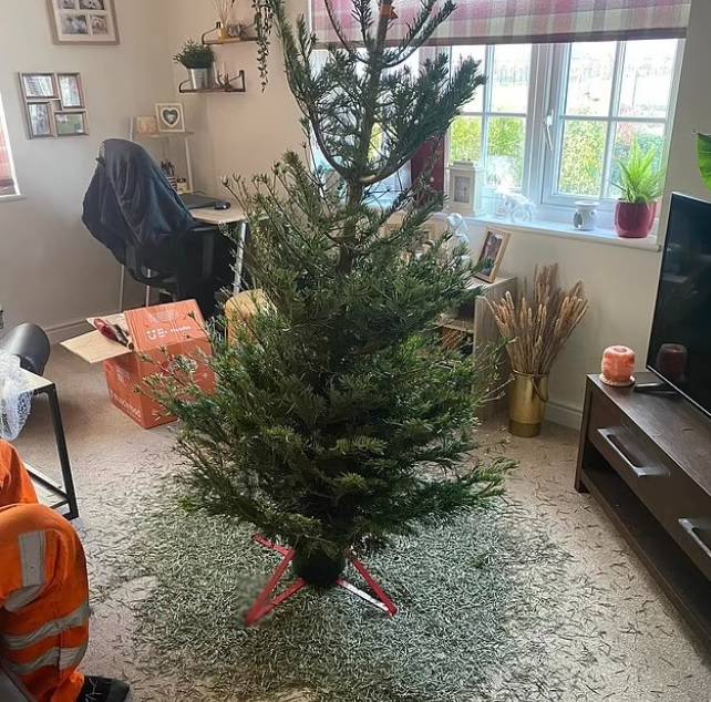 The heavily shedding Christmas tree wasn't the finest of festive specimens. Credit: Facebook