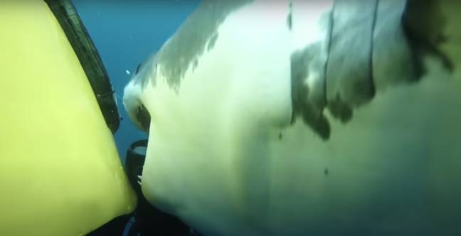 The 15ft shark tries to take a bite out of the side of the submarine camera. Credit: DiscoveryTV/YouTube