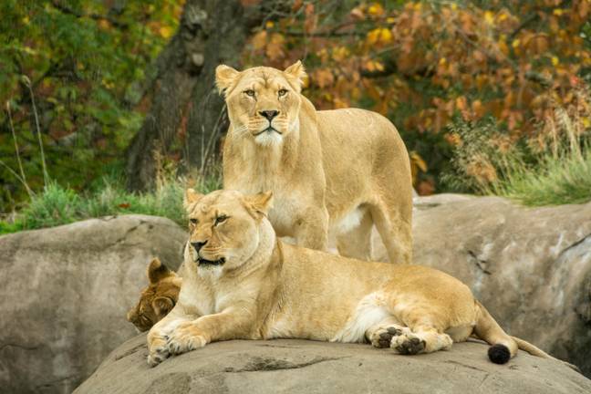 The lions survived but are now roaming free as their enclosure was destroyed. Credit: Greg Vaughn / Alamy Stock Photo