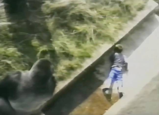 The 'Gentle Giant' protected the boy until others came in to save him. Credit: Matthew Cipolla/YouTube/ITV