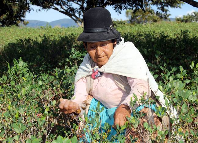 Coca leaves are legally farmed despite cocaine itself being illegal. Credit: Alamy/RioPatuca 